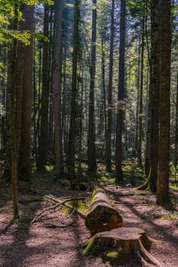 Sırbistan 'ın Tara dağındaki turba bataklık ormanı Red Creek' e (Crveni potok) bak