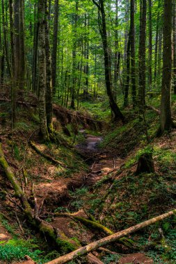 Sırbistan 'ın Tara dağındaki turba bataklık ormanı Red Creek' e (Crveni potok) bak