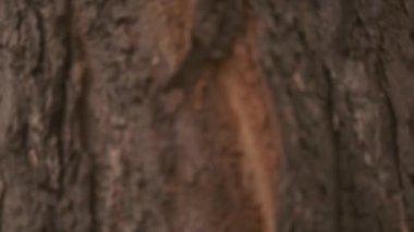 Güz parkında yürüyen yakışıklı genç çift.