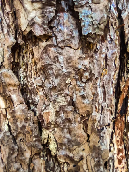 나무껍질의 울퉁불퉁 불규칙 판들의 — 스톡 사진