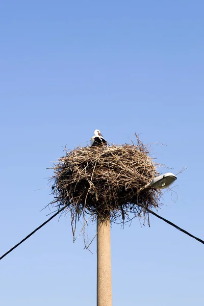 Vue Cigogne Son Nid Sur Poteau Électrique — Photo