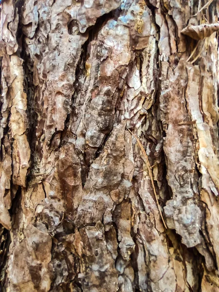 Textura Fondo Abstracta Las Planchas Irregulares Ásperas Corteza Del Árbol — Foto de Stock