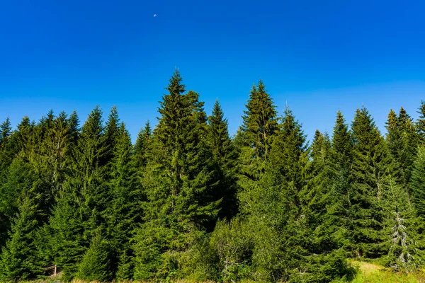 Blick Auf Den Wald Auf Dem Tara Berg Serbien Einem — Stockfoto