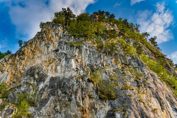 Detail Tara Mountain Serbia — Stock Photo, Image