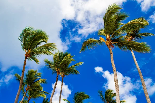 Strong Winds Sway Palm Trees Caribbean Sea — Stock Photo, Image