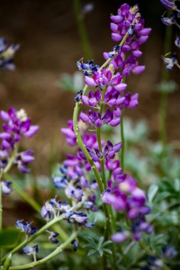 Tarladaki mor lupin çiçeklerinin yakın çekimi.
