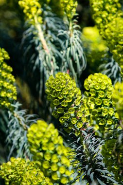 Closeup of the Mediterranean spurge (Euphorbia characias) in the garden clipart