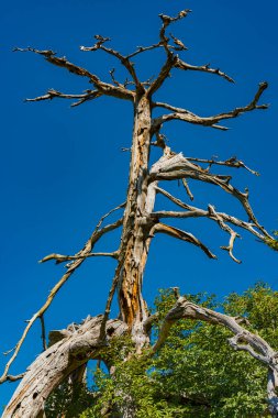 Sırbistan 'daki Tara dağındaki yaşlı ağaca bak