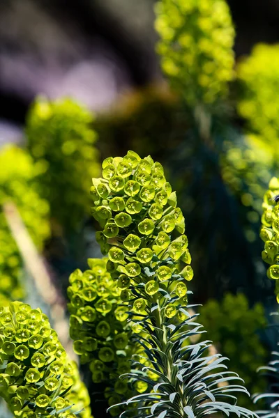 Closeup Mediterranean Spurge Euphorbia Characias Garden — стокове фото
