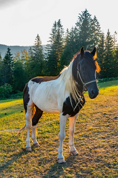 View Horse Pasture Tara Mountain Serbia — Stock Photo, Image