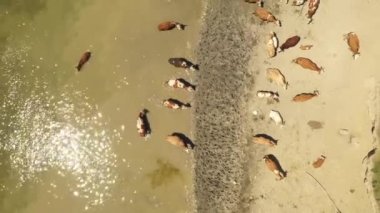 Sırbistan 'ın Tuna Nehri üzerindeki Krcedin Adası' ndaki çiftlik hayvanlarına hava manzarası
