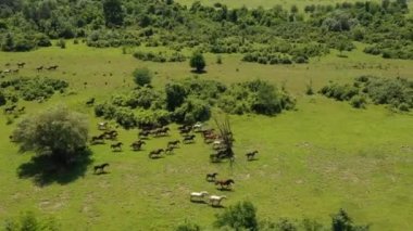 Otlaktaki atlara hava manzarası