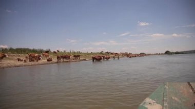 Sırbistan 'ın Tuna Nehri üzerindeki Krcedin Adası' ndaki çiftlik hayvanları