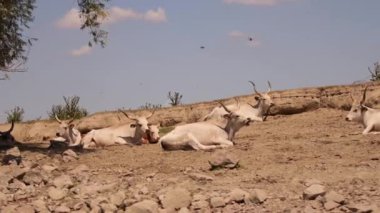 Sırbistan 'ın Tuna Nehri üzerindeki Krcedin Adası' ndaki Podolian sığır sürüleri