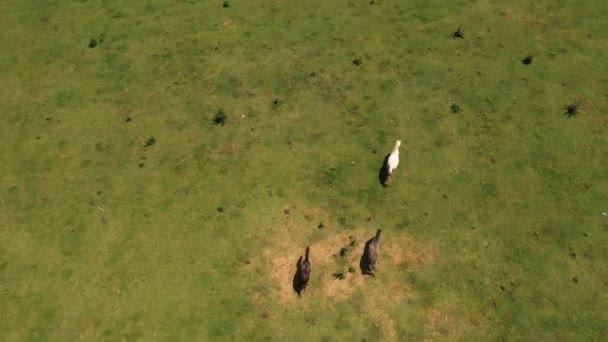 Vista aérea em cavalos no pasto — Vídeo de Stock