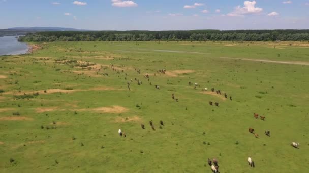 Vue aérienne à cheval sur le pâturage — Video