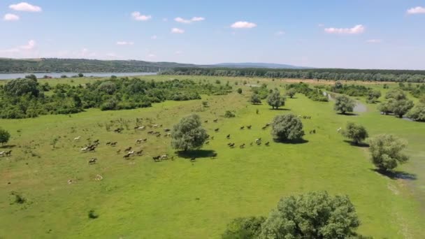 Vista aérea em cavalos no pasto — Vídeo de Stock