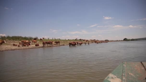 Livestock Island Krcedin Danube River Serbia — Stock Video