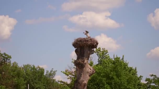 Störche Nest Alten Baum — Stockvideo