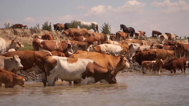 Livestock Island Krcedin Danube River Serbia — Stock Video