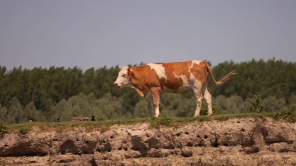 Livestock Island Krcedin Danube River Serbia — Stock Video