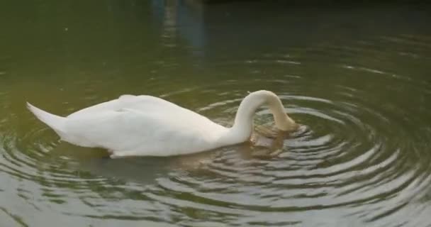 Белый лебедь в озере — стоковое видео