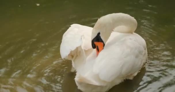 Bellissimo cigno bianco nel lago — Video Stock