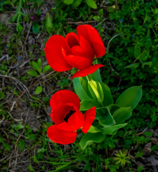 Detailní Záběr Divoké Tulipány Venkovské Louce — Stock fotografie
