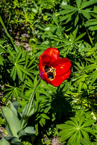 Detailní Záběr Divoké Tulipány Venkovské Louce — Stock fotografie