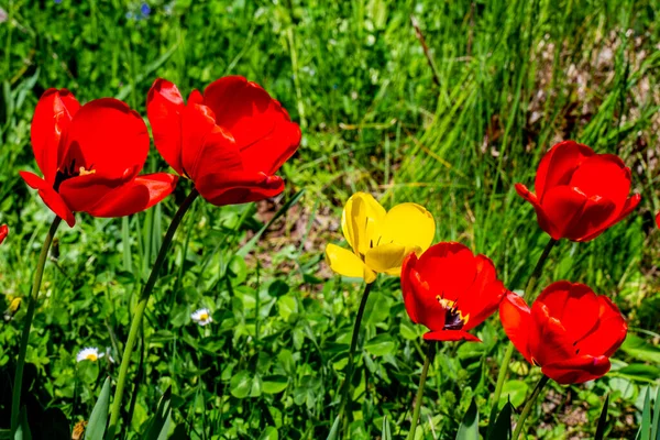 Closeup Wild Tulips Countryside Meadow — Stock Photo, Image