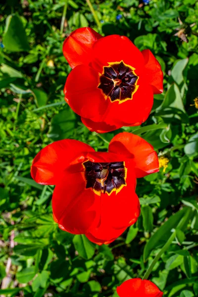 Detailní Záběr Divoké Tulipány Venkovské Louce — Stock fotografie
