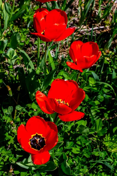 Detailní Záběr Divoké Tulipány Venkovské Louce — Stock fotografie