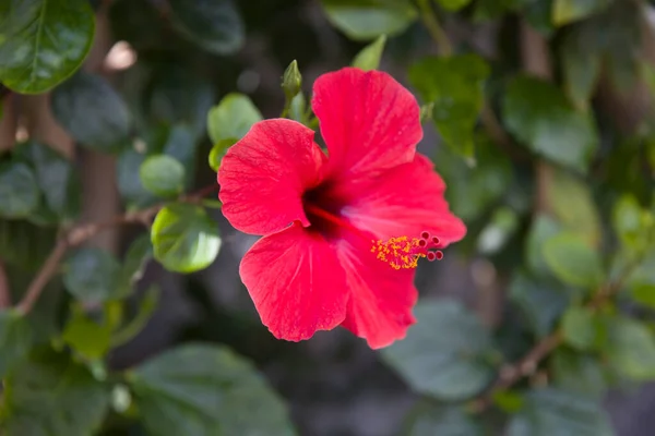 Nahaufnahme Der Roten Hibiskusblüte Von Der Insel Madeira — Stockfoto