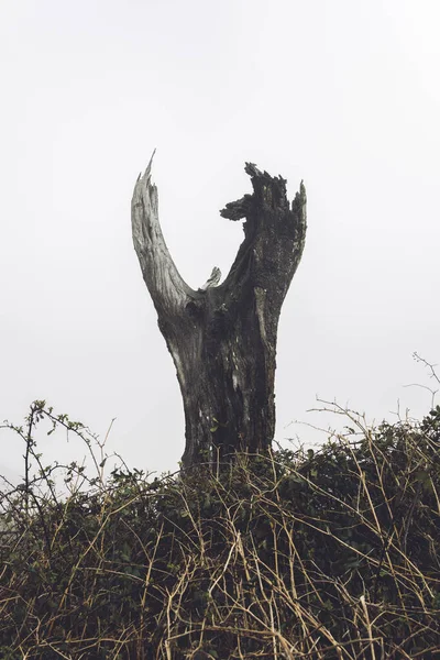 Viejo Árbol Del Bosque Fanal Isla Madeira Portugal — Foto de Stock