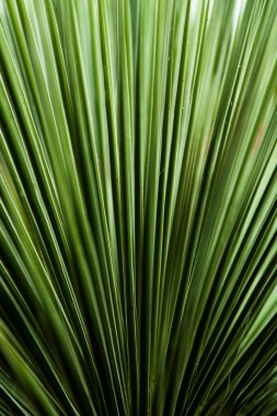 Closeup of the green palm leaf