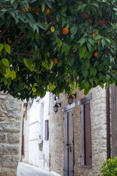 View Orange Tree Street Cyprus —  Fotos de Stock