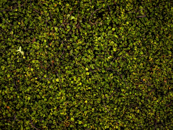 Primer Plano Del Fondo Verde Las Hojas Redondas — Foto de Stock