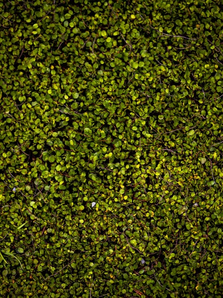 緑の丸い葉の閉まり Background — ストック写真