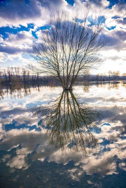 Vieil Arbre Bord Eau Hiver — Photo