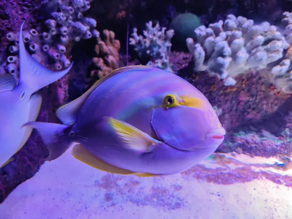 Vista Subacquea Naso Tang Pesce Acqua — Foto Stock