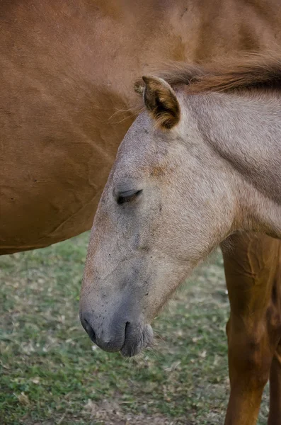 Cavalos selvagens — Fotografia de Stock