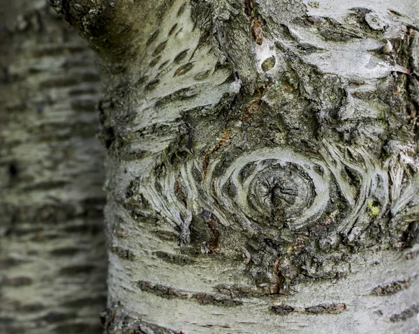 Tronco de árbol — Foto de Stock