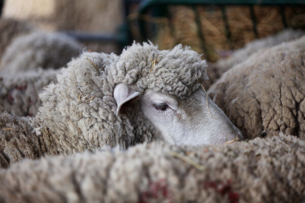 Овцы на ферме
