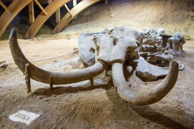 mamut kalıntıları