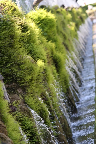 Grünes Moos an der Wand — Stockfoto