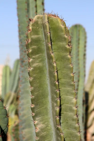 Cactus verde — Foto de Stock