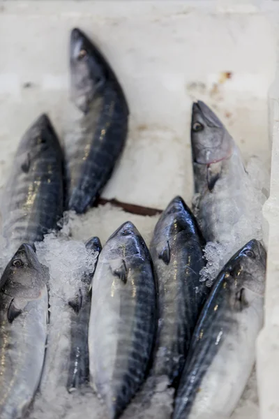 Fresh seafood — Stock Photo, Image