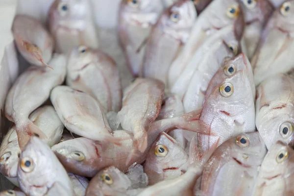 Свежие морепродукты — стоковое фото