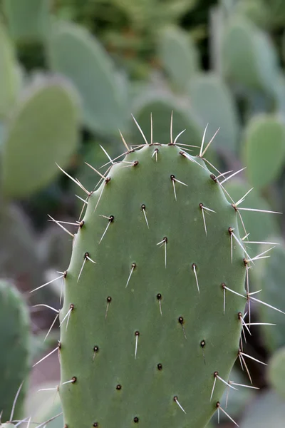 Cactus — Photo