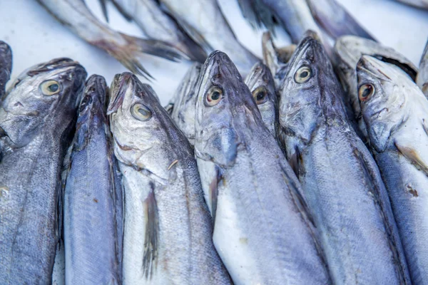 新鮮な魚 — ストック写真